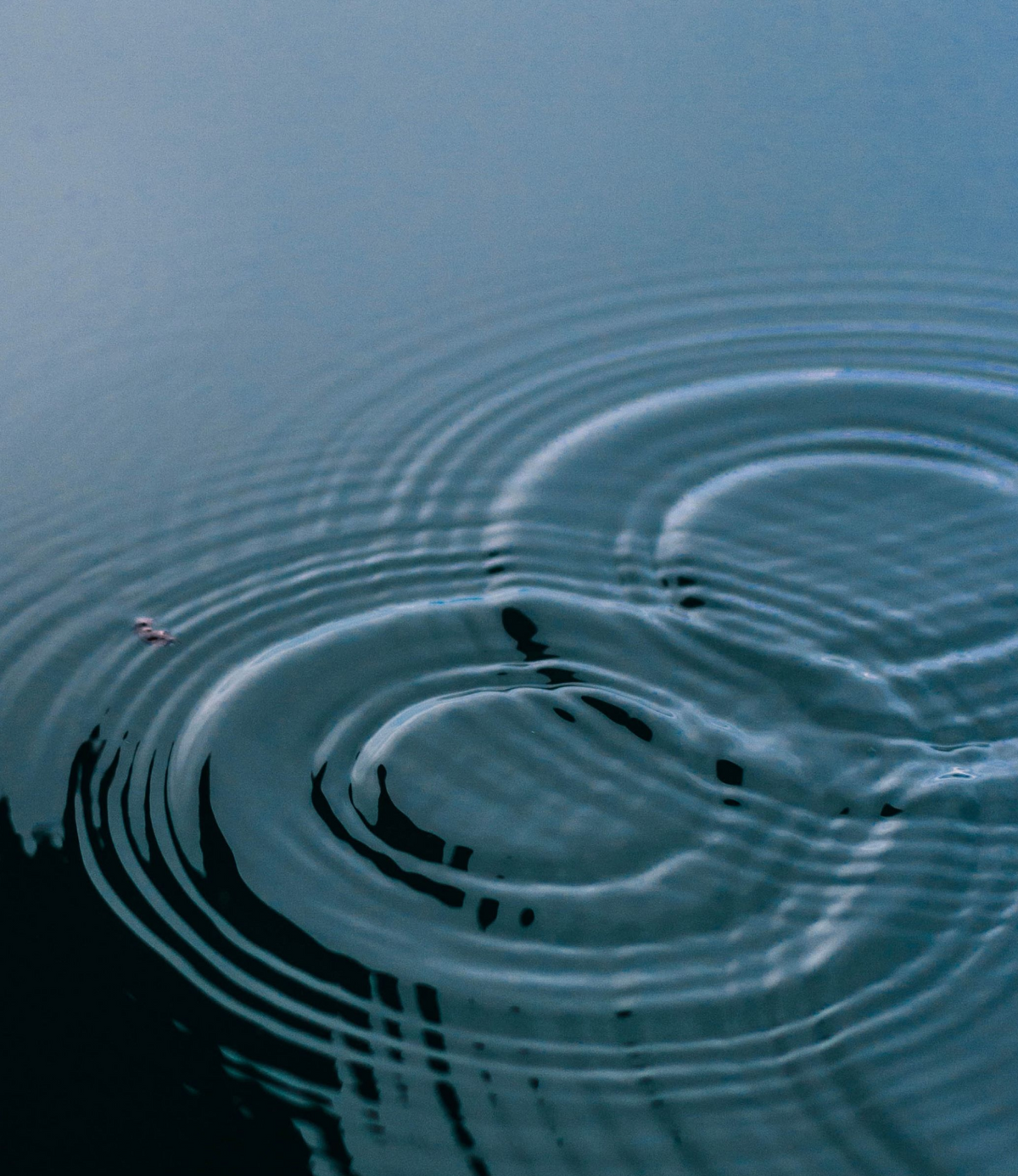 Ondes concentriques à la surface d'une eau calme bleu-gris, avec un petit insecte flottant sur la gauche